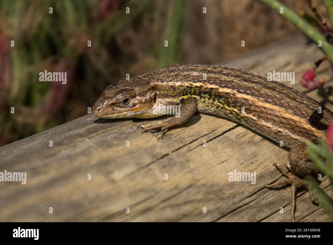 Iberian lizard sunbathing on a tree trunk. Stock Photo