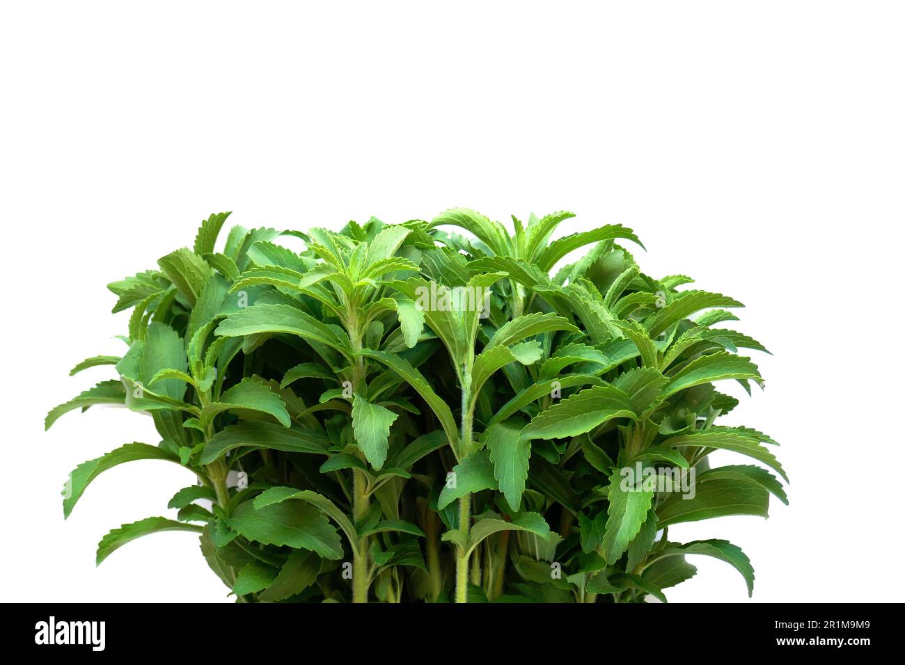 What Is Stevia? A Natural Sugar Substitute What Is Stevia? A Natural Sugar Substitute