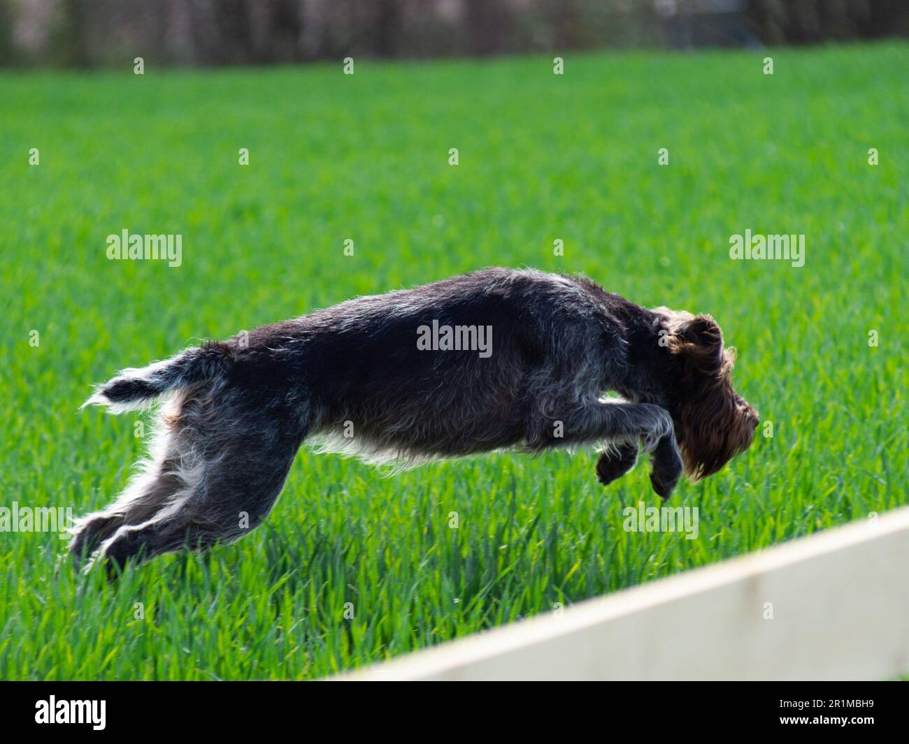 dog jumping across grass, long jump Stock Photo