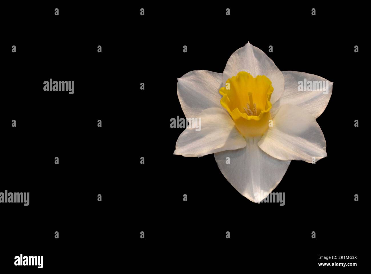 The bright whites and yellows of the daffodil contrast with the inky black backdrop. Stock Photo