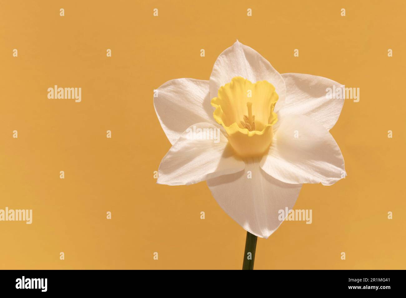 The tone-on-tone treatment of this daffodil brings to mind the soft, warm colours of spring and summer. Stock Photo