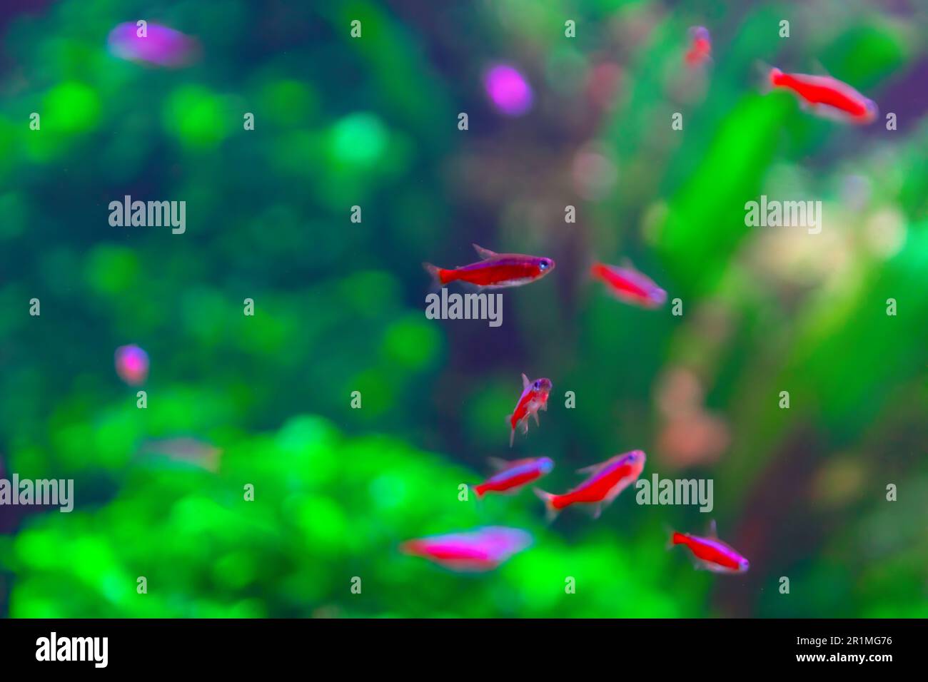 Neon fish in deep water . Aquarium background Stock Photo Alamy