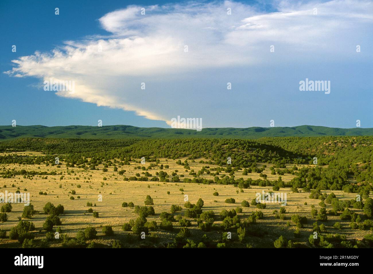 Santa Fe National Forest in New Mexico, USA Stock Photo