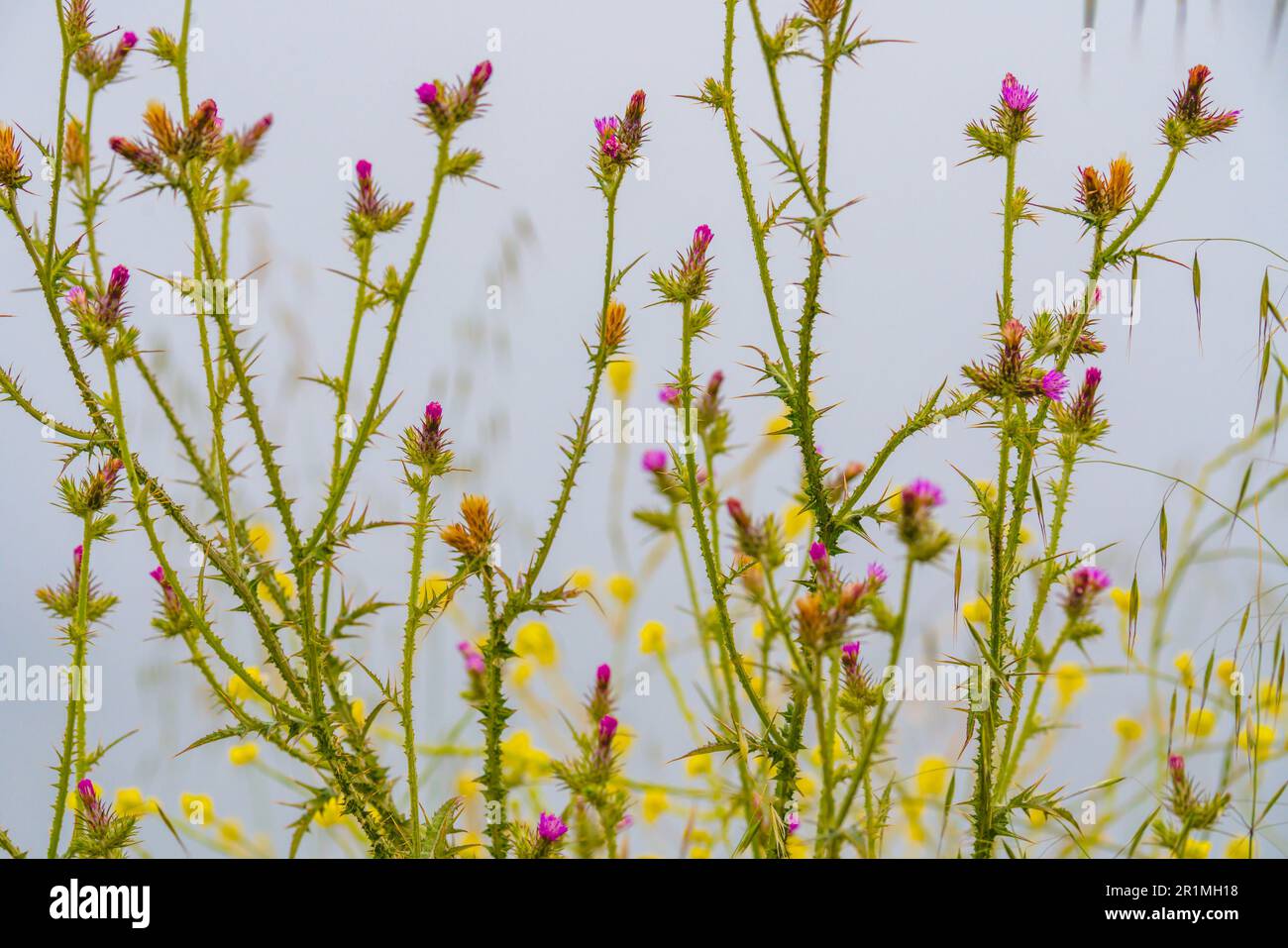 Italian thistle  (Carduus pycnocephalus) blooms on the beach on a gloomy foggy day. Beautiful pattern of wildflowers with foggy sky in the background Stock Photo