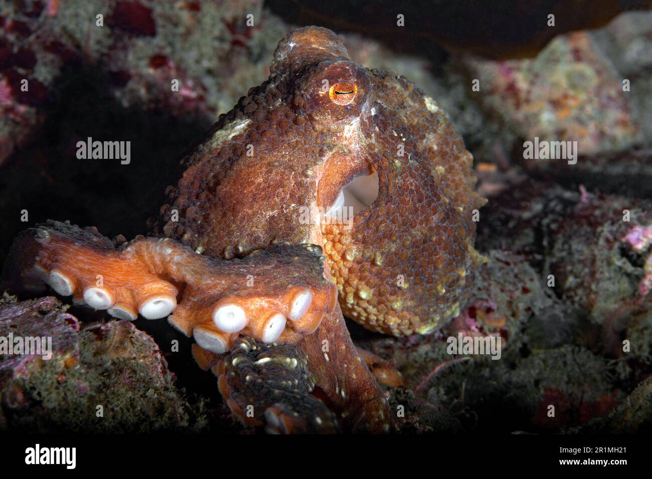 Octopus rubescens on Palos Verdes reef Stock Photo