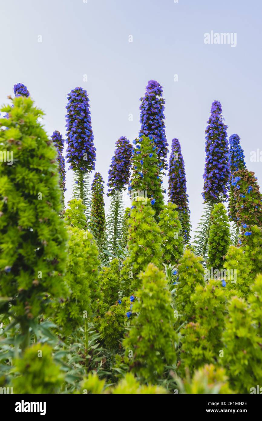 The Pride of Madeira ( Echium candicans ) is a magnificent conical blue flower that spikes. Giant bush in full bloom close-up on the beach on a sunny Stock Photo