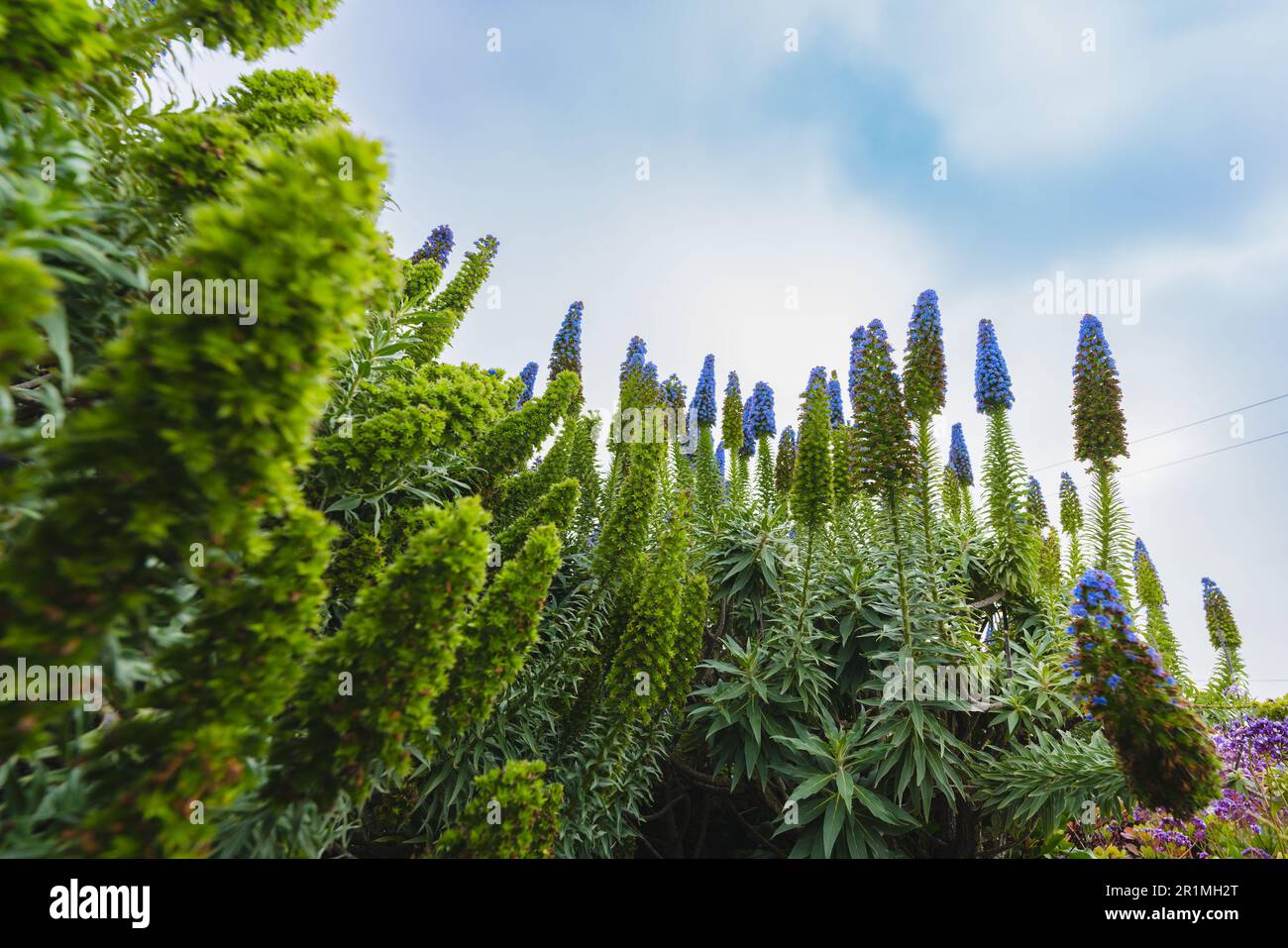 The Pride of Madeira ( Echium candicans ) is a magnificent conical blue flower that spikes. Giant bush in full bloom close-up on the beach on a sunny Stock Photo