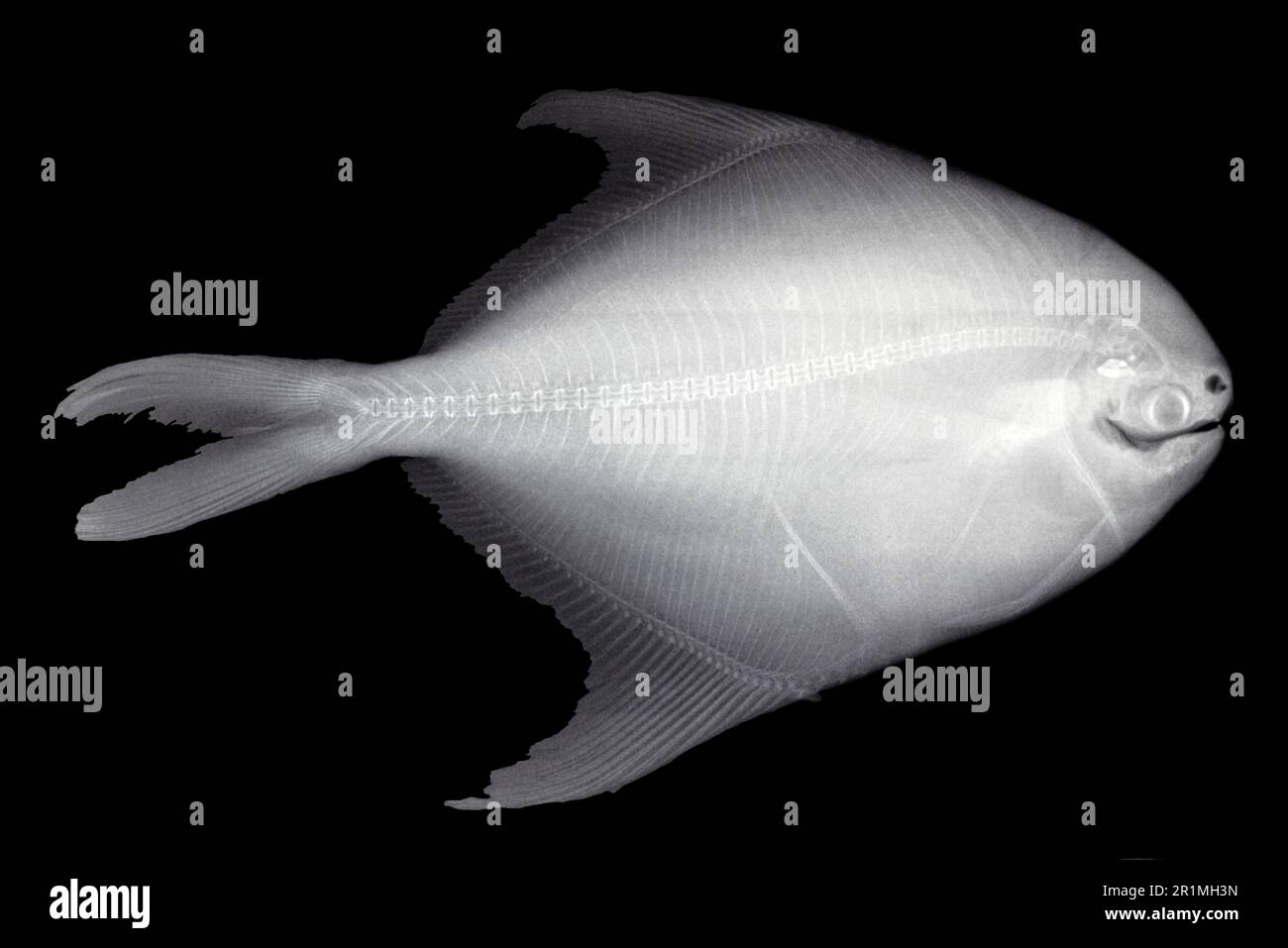 Fish x-ray Stock Photo