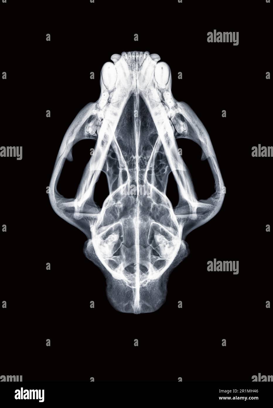 Mountain lion (Felis concolor) skull x-ray, superoinferior view Stock Photo