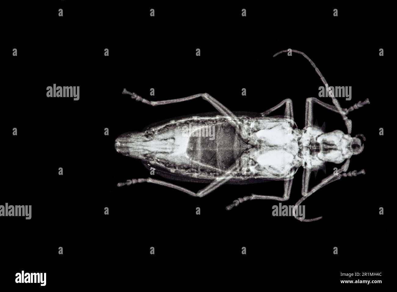 Palo Verde Root Borer beetle (Derobrachus hovorei) radiograph Stock