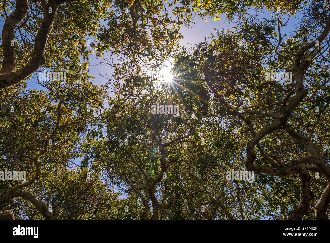 The Elfin Forest in Los Osos, California. Stock Photo