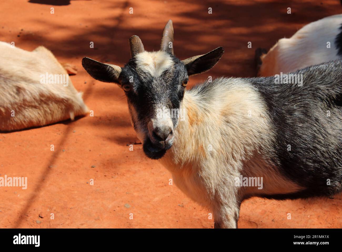 Goats Gatorland In Orlando Florida Stock Photo - Alamy