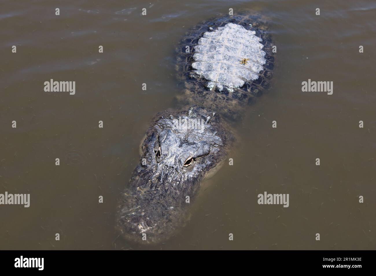 Alligator Gatorland In Orlando Florida Stock Photo - Alamy