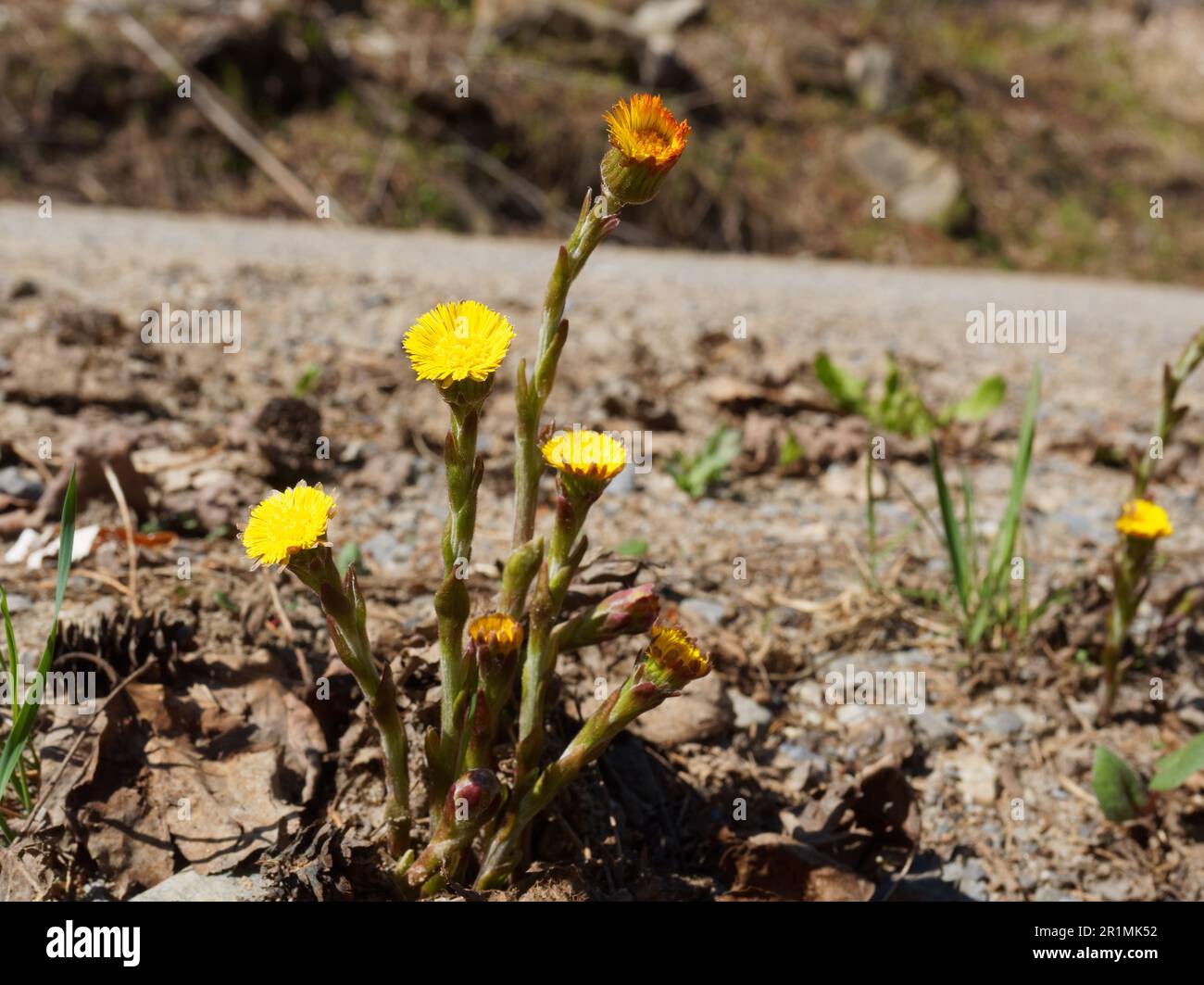 Coltsfoot flower in bloom beside a gravel road. Quebec,Canada Stock Photo -  Alamy