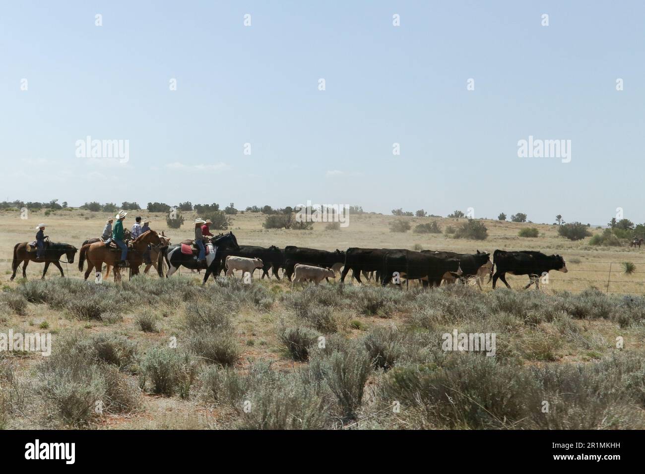 Black cowboys cattle herding hi-res stock photography and images - Alamy