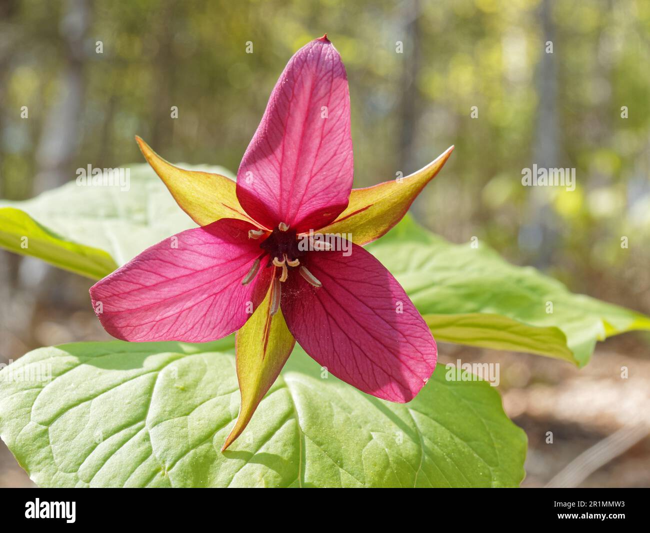Red Trillium flower in bloom. Quebec,Canada Stock Photo Alamy
