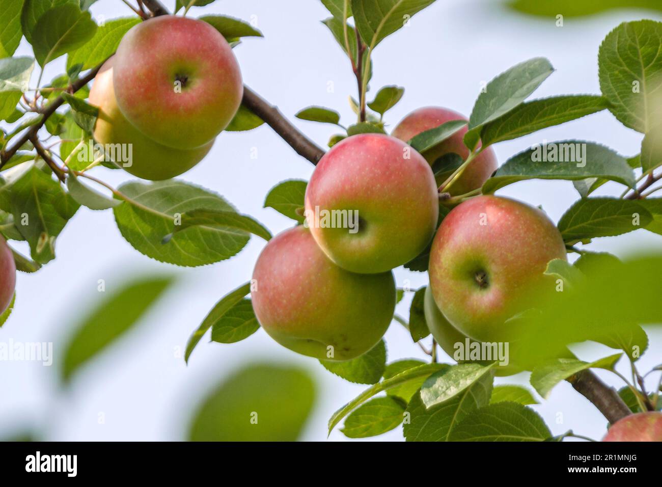 Sevierville Tennessee,Apple Valley Road apple orchard ripe apples tree