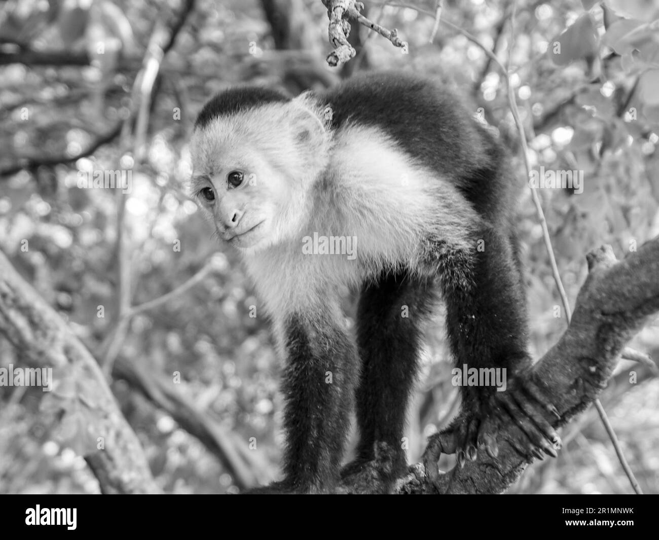A Capuchin monkey sitting on a tree in the jungle in grayscale Stock Photo