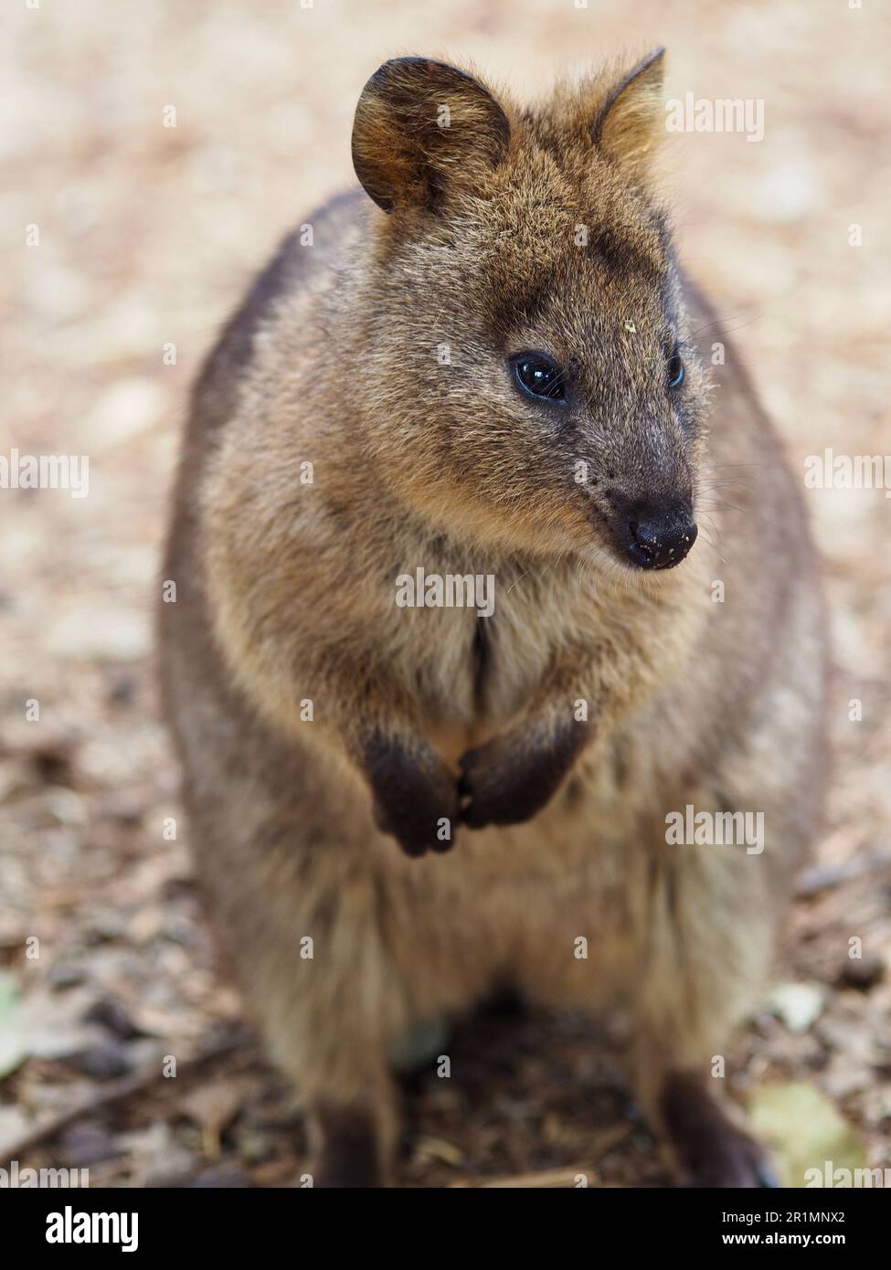 Delightful engaging Quokka with bright eyes and pretty features. Stock Photo