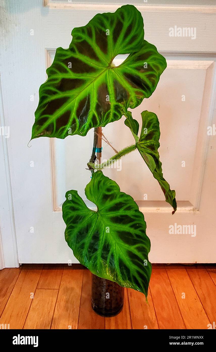 poinsettia plant christmas Poinsettia Plant For Sale main image 0