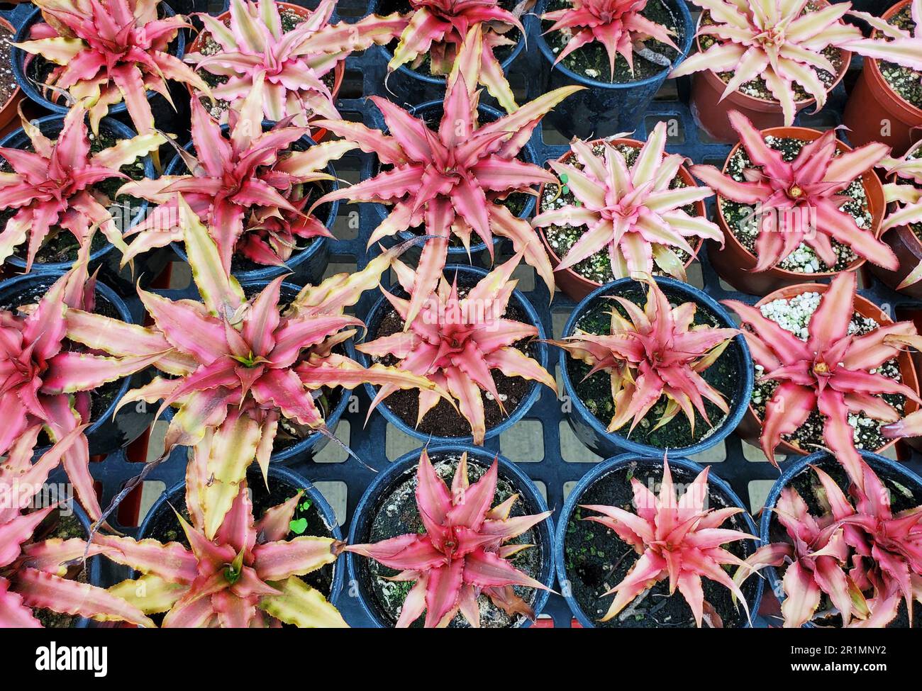 A spread of Pink Starlite Cryptanthus, a popular houseplant Stock Photo