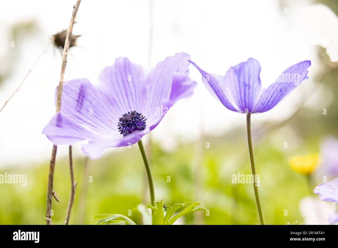 beautiful stylish delicate soft focus purple wildflowers Stock Photo