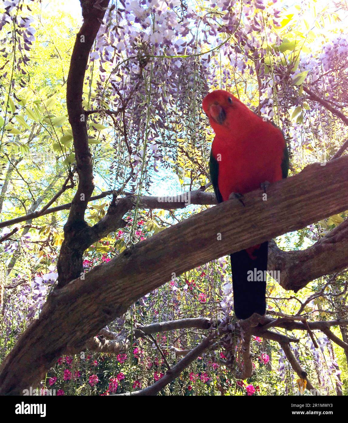 Male King Parrot sitting in a wisteria, Blue Mountains, NSW Stock Photo