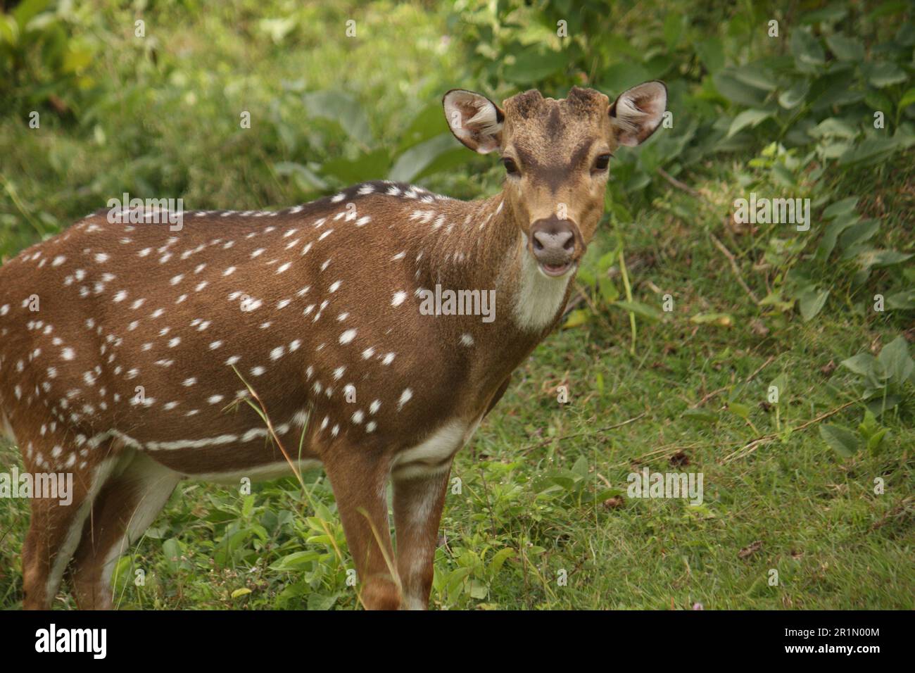 Deer face view Stock Photo