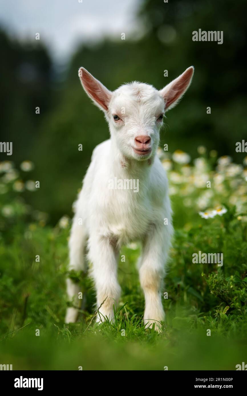 Baby Goat Spring Flowers