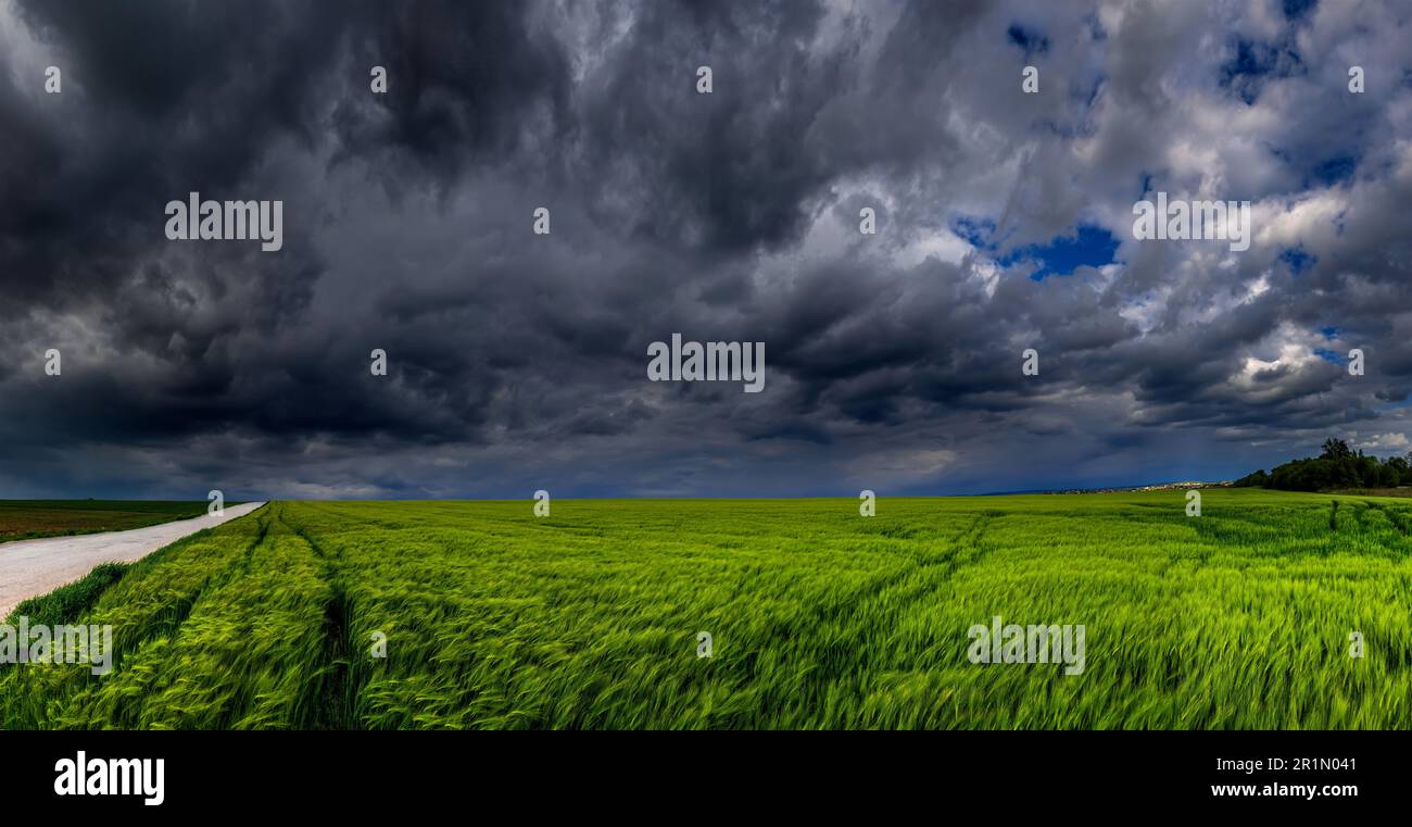 Image of a green wheat field with stormy clouds background Stock Photo ...