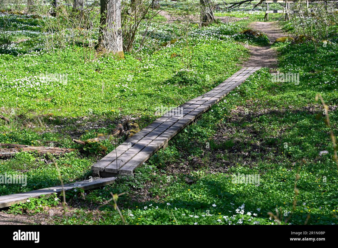 duck board and bridge made of wood Stock Photo Alamy