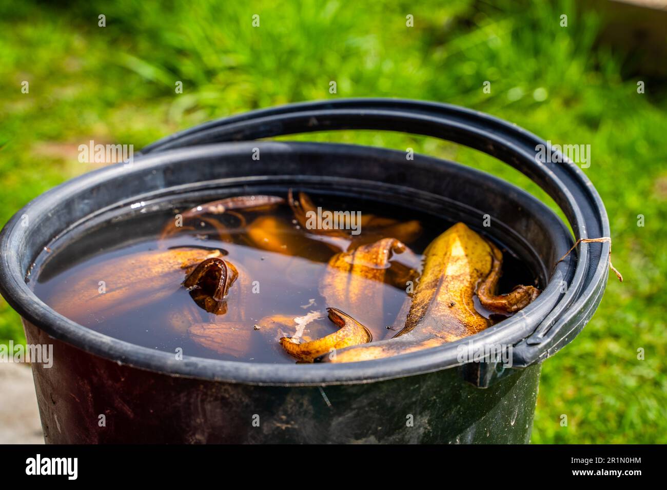 Banana tincture in water for watering plants, closeup. Plastic bucket