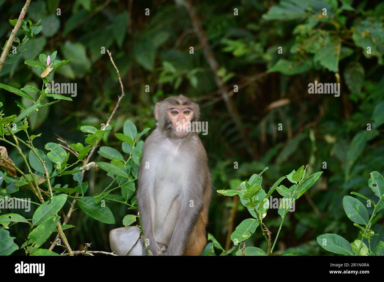 Young monkey poses for a photo in jungle, Bangladesh Stock Photo