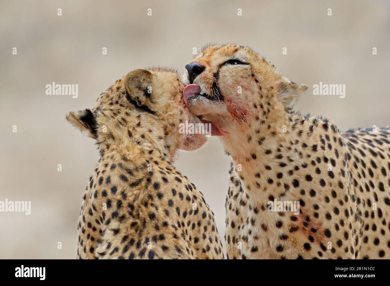 Pair of cheetahs (Acinonyx jubatus) grooming each other after feeding, Kalahari desert, South Africa Stock Photo
