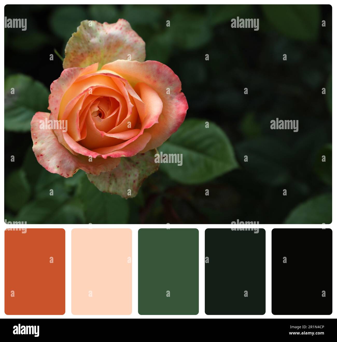Beautiful blooming rose and color palette. Collage Stock Photo - Alamy