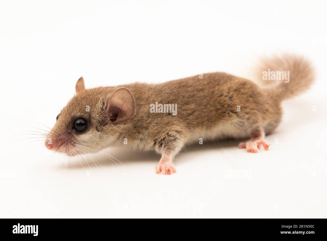 The woodland dormouse (Graphiurus murinus) African pygmy dormouse isolated on white background Stock Photo