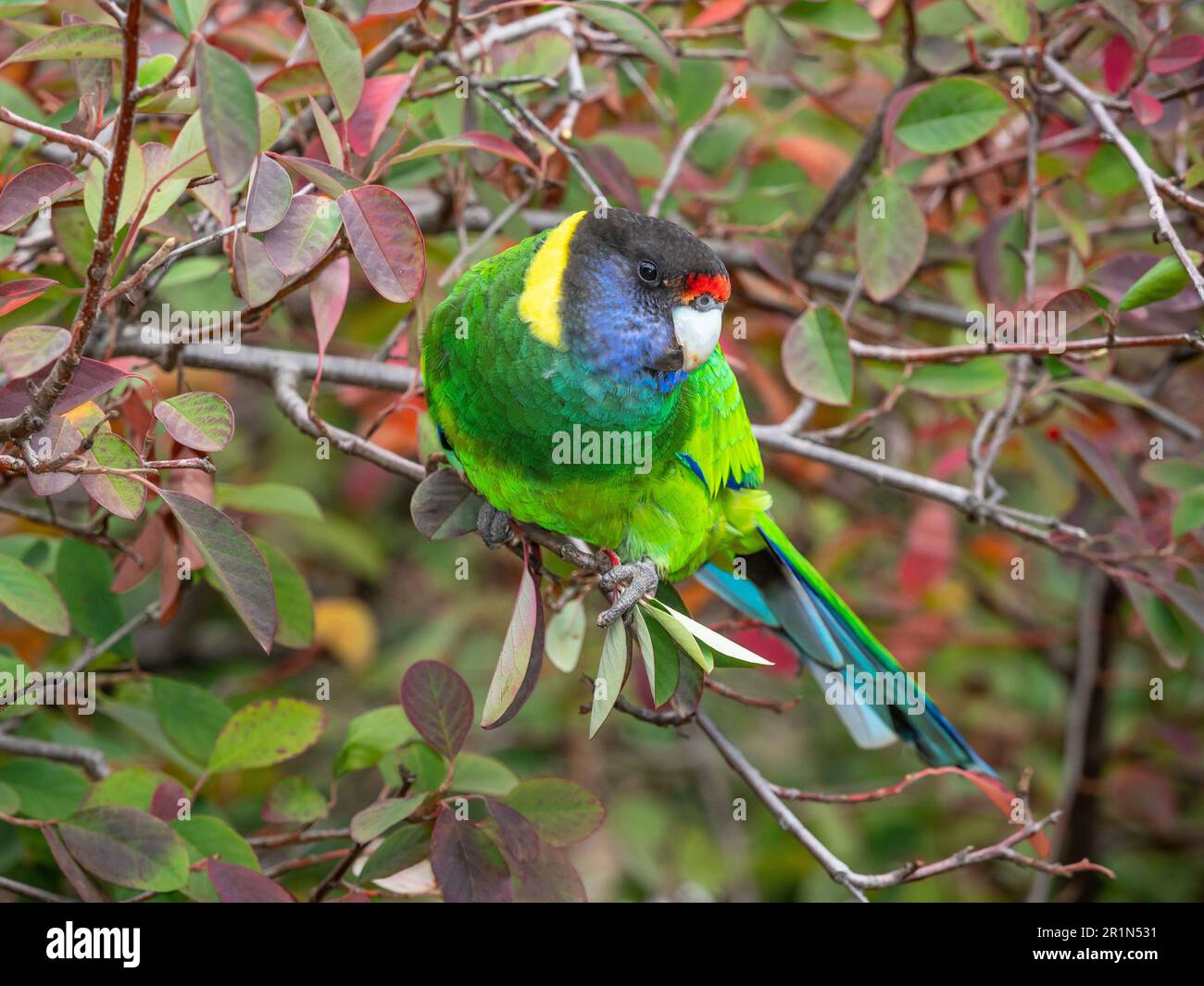 An Australian Ringneck of the western race, known as the Twenty-eight Parrot, photographed in a forest in southwestern Australia. Stock Photo