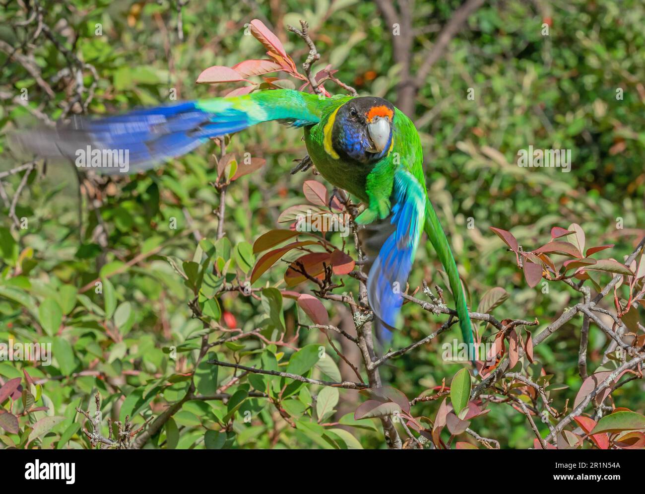 An Australian Ringneck Parrot of the western race, also known as the Twenty-eight Parrot, photographed in flight in a forest. Stock Photo