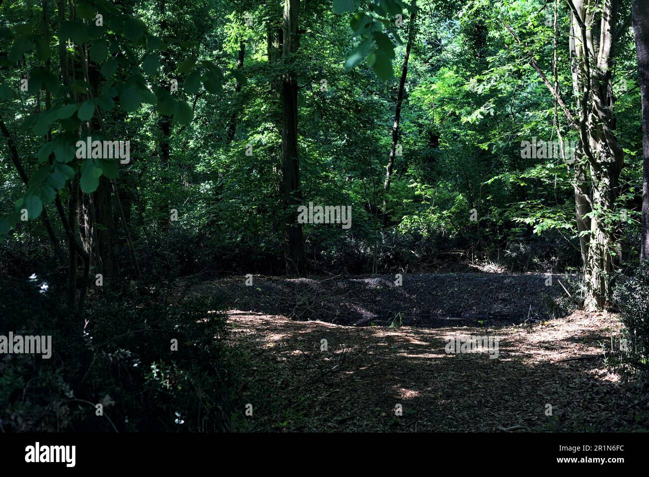 Enchanted forest pond hi-res stock photography and images - Alamy