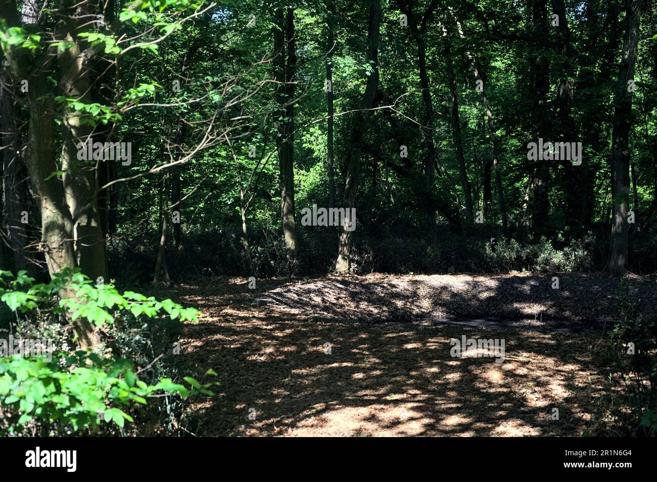 Small garden pond sunlight hi-res stock photography and images - Alamy