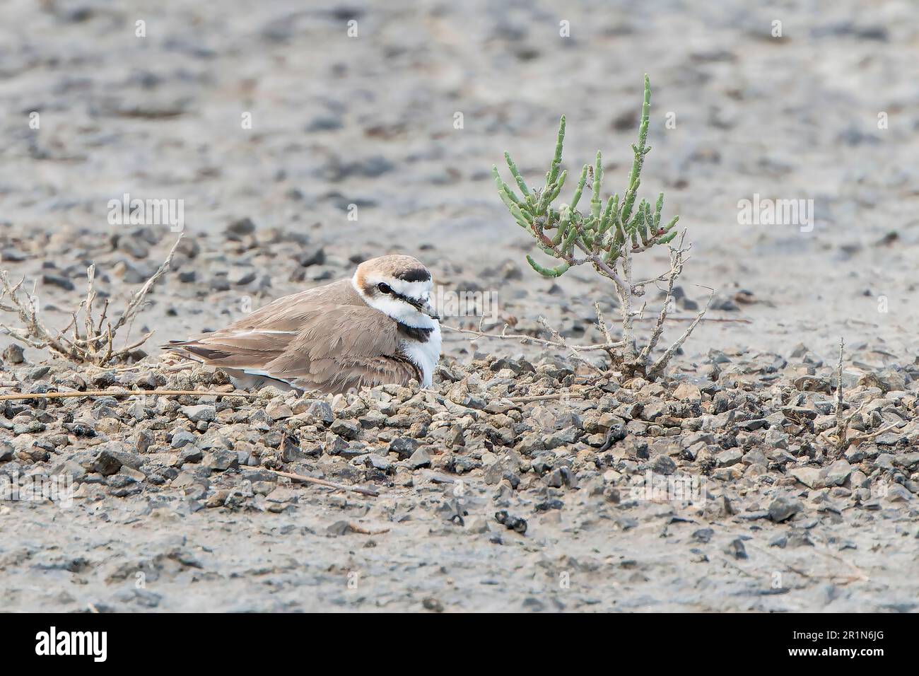 Kentish Plover, Charadrius alexandrinus, single adult female sitting on nest, incubating eggs, Albufera reserve, Mallorca, Spain, 14 May 2023 Stock Photo