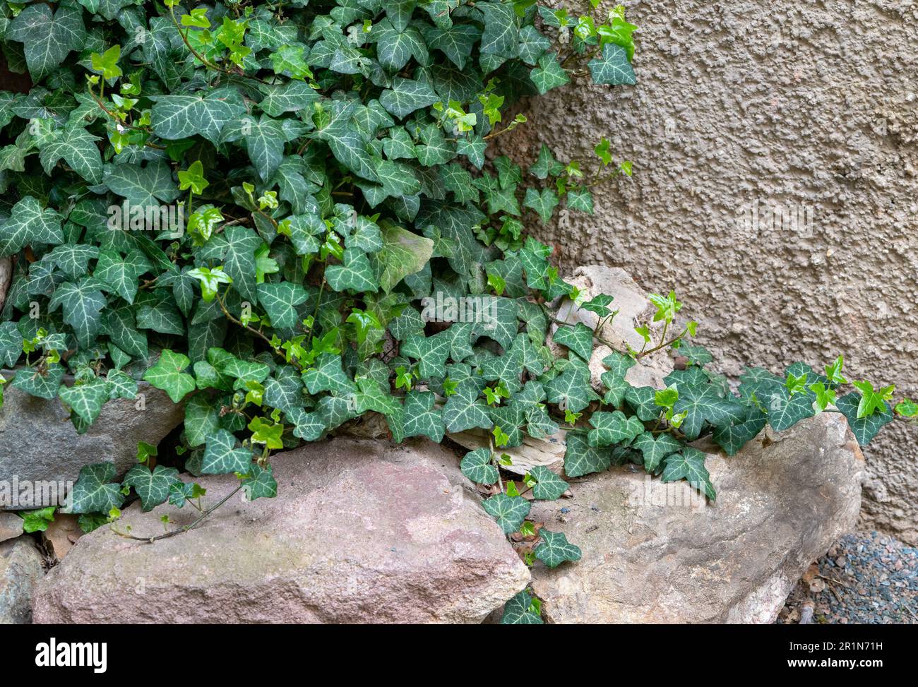 ivy growing on a wall Stock Photo
