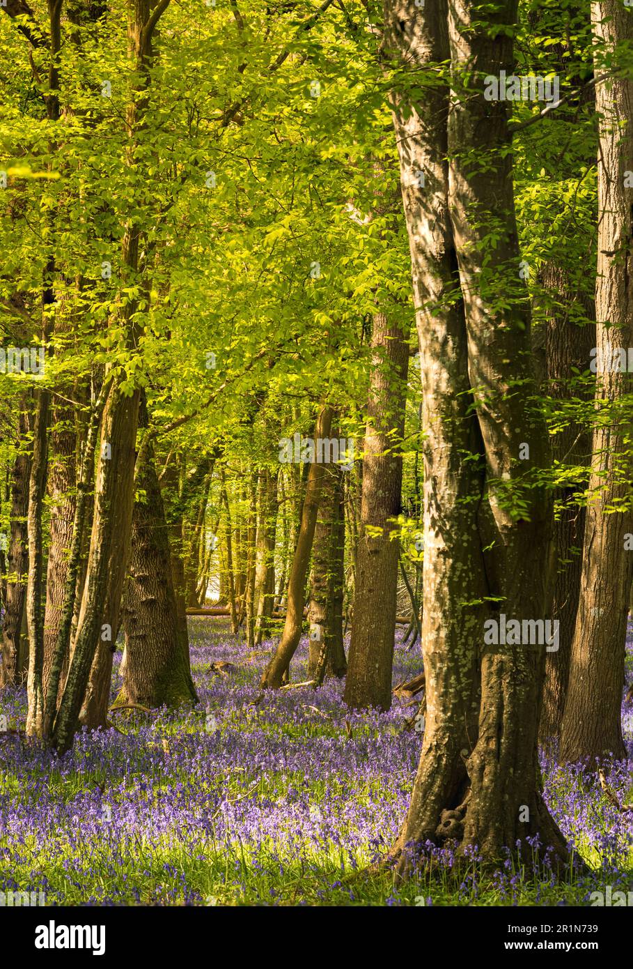 Bluebell woodland on the high weald near Robertsbridge east Sussex south east England Stock Photo
