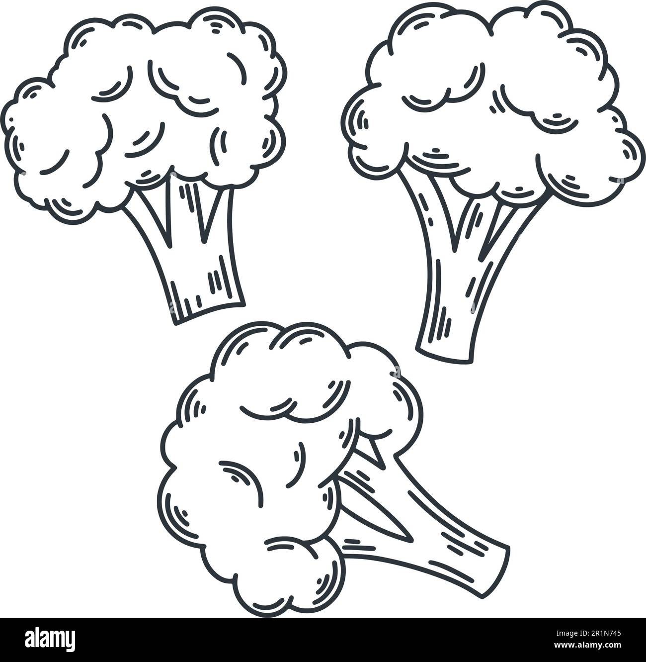Broccoli sketch set Stock Vector Image & Art Alamy