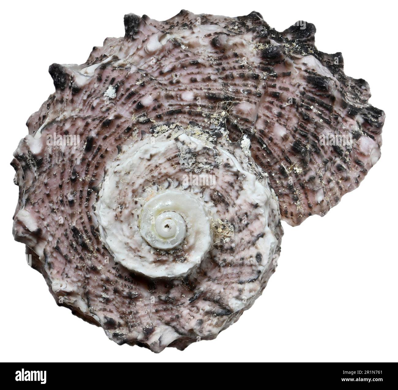 Delphinula Shell Dolphin shell (Delphinula laciniata) c6cm across Stock Photo - Alamy