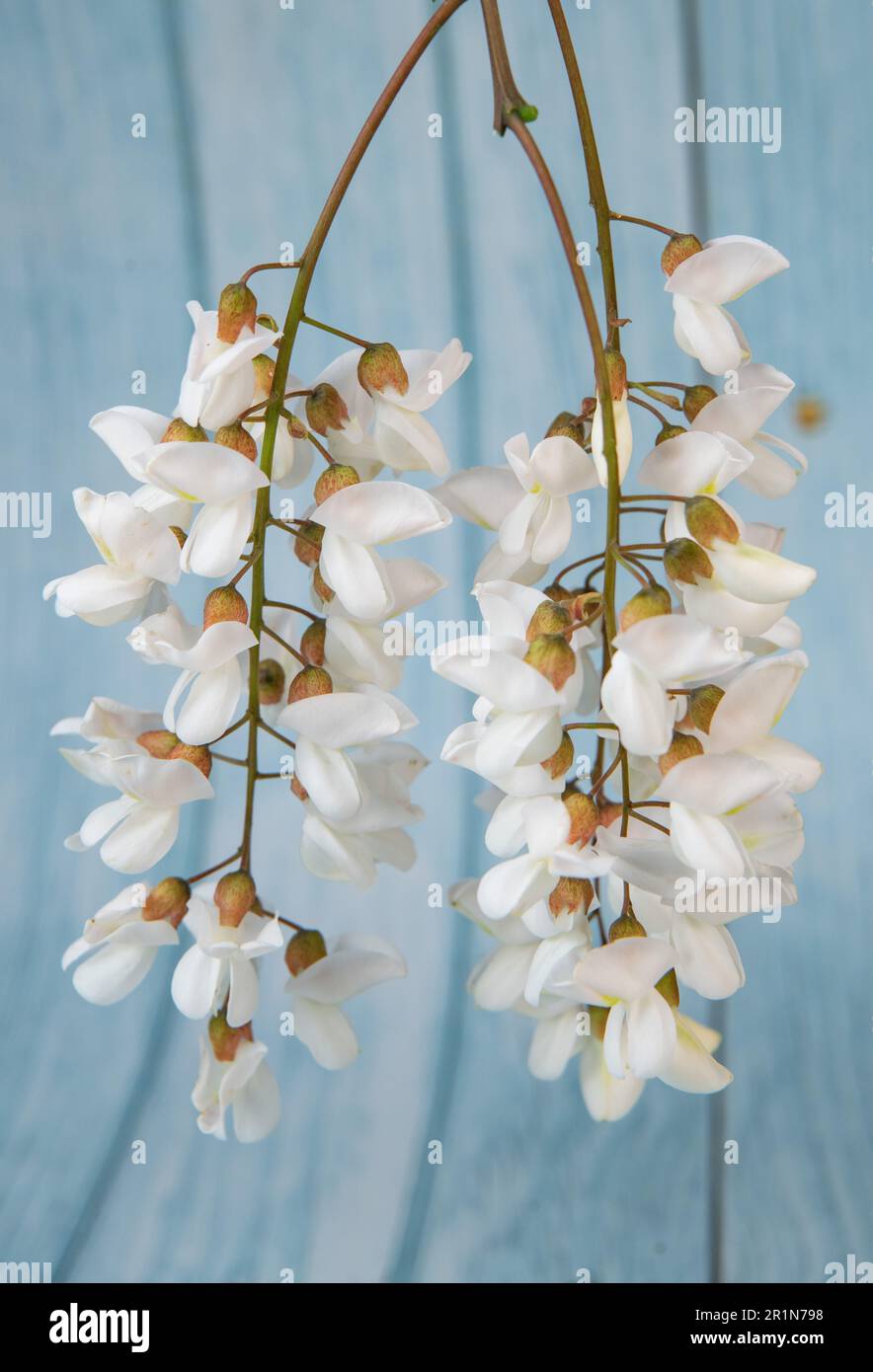 Blossoming acacia with leafs isolated on blue background, Acacia flowers, Robinia pseudoacacia, White acacia Stock Photo