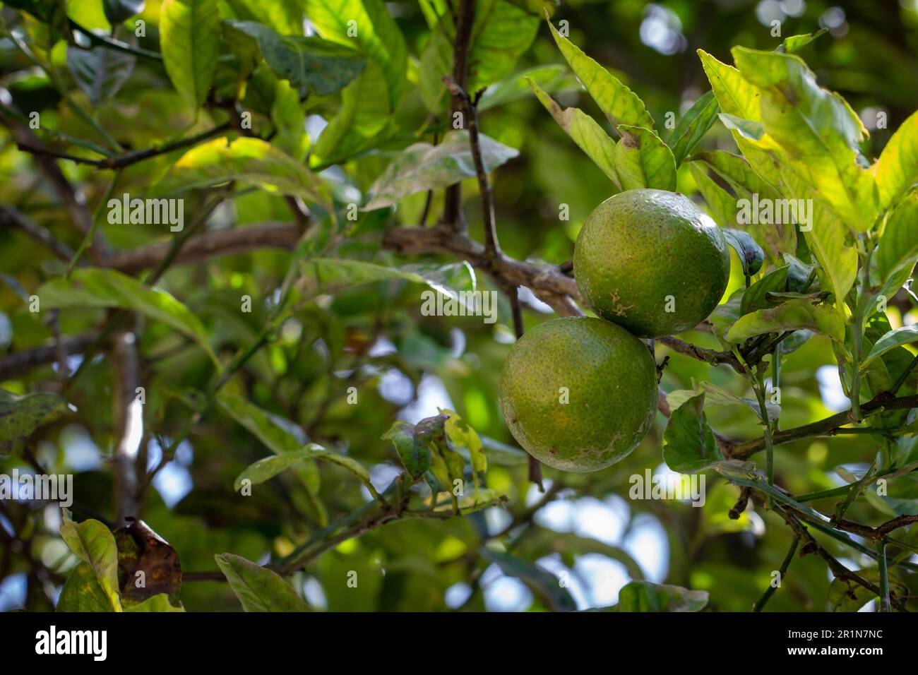 Sweet lime fruit(also known as Citrus limetta, musambi) in a tree. Food rich in vitamin c and boost immunity. Stock Photo