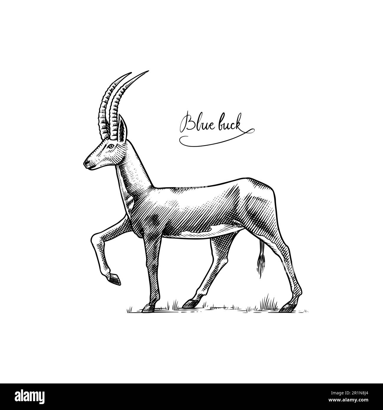 Bluebuck or blue or roan antelope. Extinct mammal animal. Engraved Hand drawn vector illustration in woodcut Graphic vintage style. Stock Vector