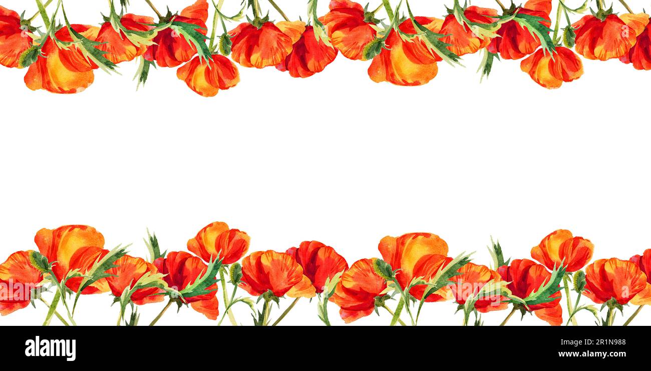 watercolor horizontal frame with poppies, hand drawn red field flowers ...
