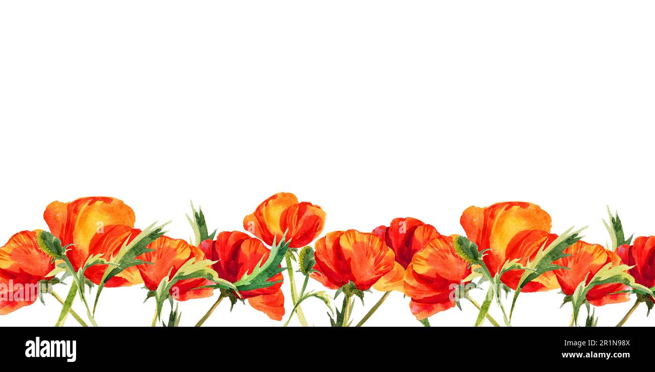 watercolor horizontal frame with poppies, hand drawn red field flowers ...